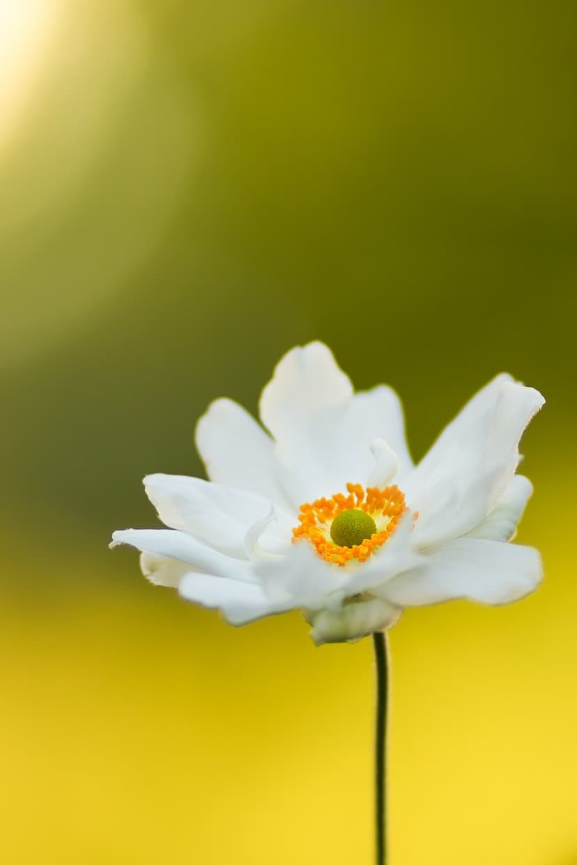 White Japanese Anemone flower with a yellow center glows in soft sunlight against a blurred green forest backdrop.