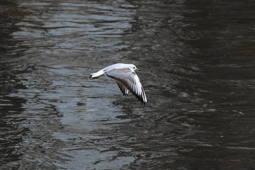 Seagull with outstretched wings glides low over dark, rippled water with soft reflections in the dim light.