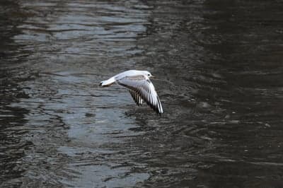 Atmospheric Seabird Flight Dark Water Tablet Wallpaper