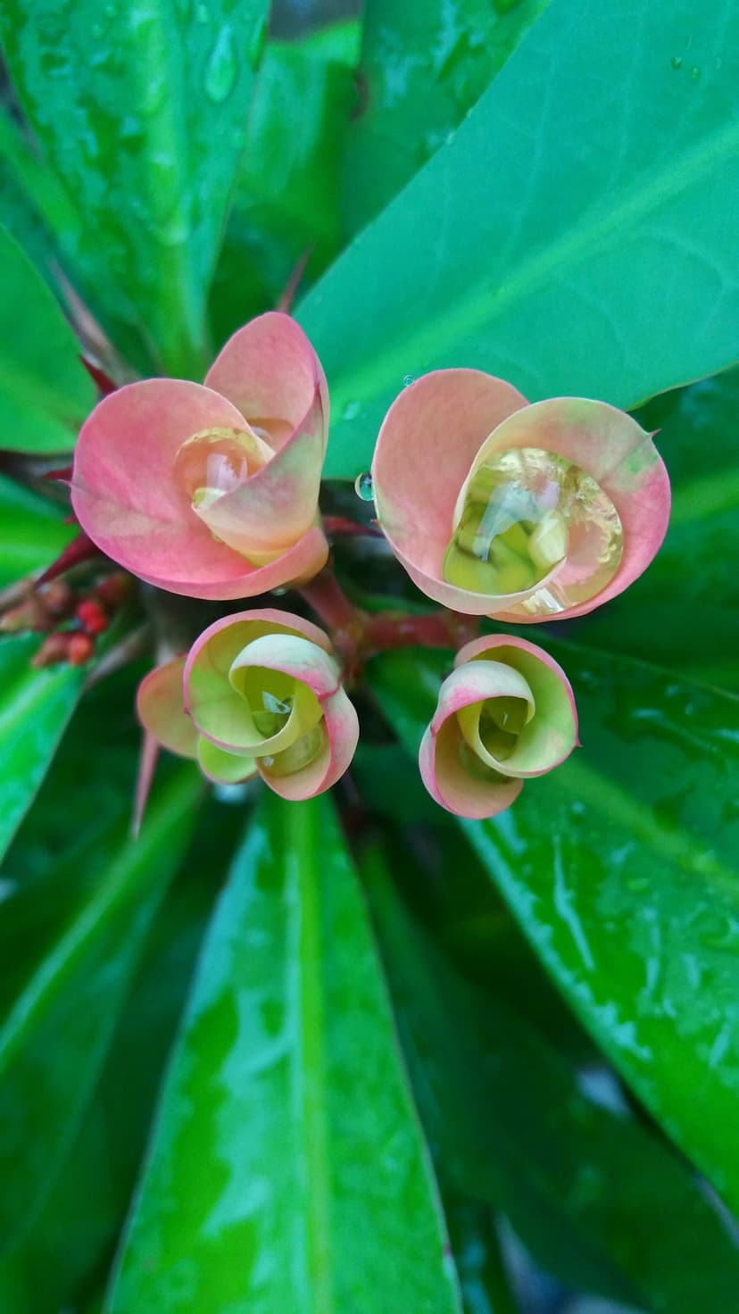 Pink Crown of Thorns petals with translucent dew drops against a lush green leaf background in macro detail.