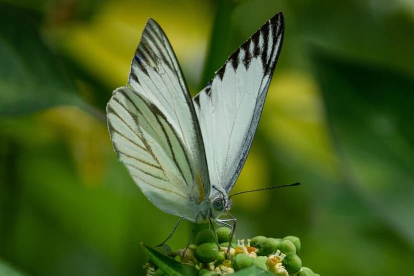 Striped white butterfly rests on verdant plant stems and unopened flower buds against a blurred green backdrop.