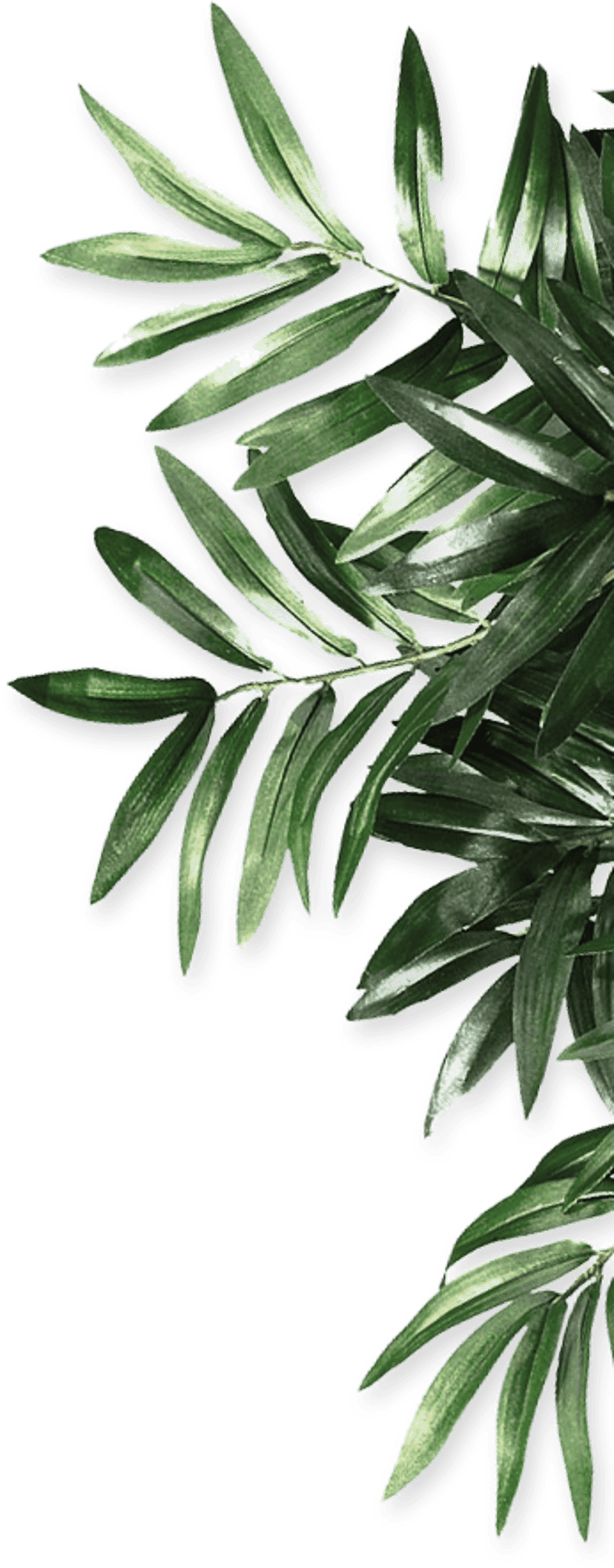 Green maple leaf branch illustration features detailed botanical veins and organic plant stems on a clean base.