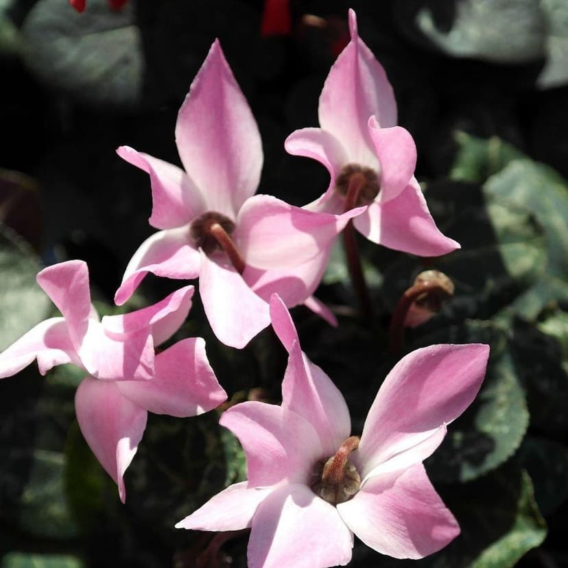 Pink cyclamen flowers featuring swept-back petals and dark centers over lush dark green heart-shaped leaves.