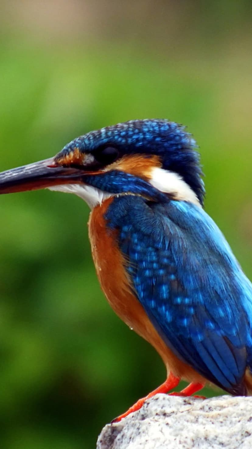 Common kingfisher with turquoise plumage and orange chest sits on a grey stone before a blurred green backdrop.