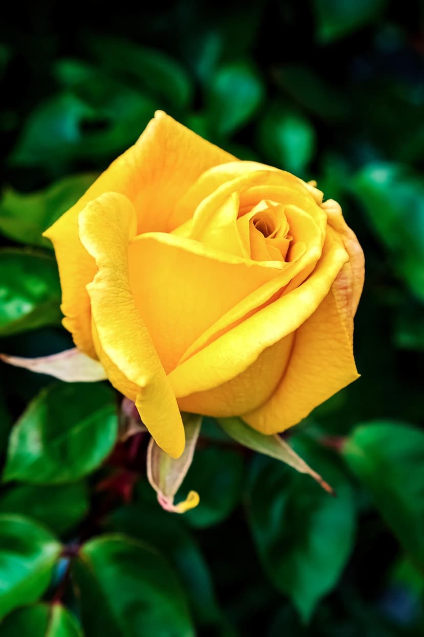 Yellow rose with layered petals in full bloom against a soft-focus background of dark green leaves and foliage.
