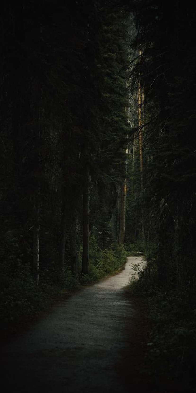 Winding dirt path disappearing into a dense dark coniferous forest with tall evergreen trees and long shadows.