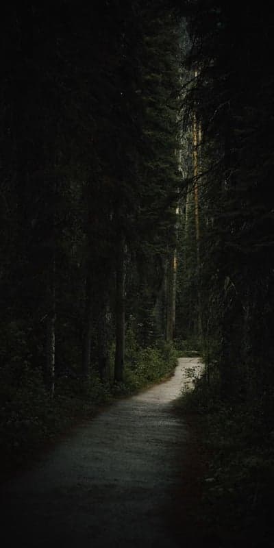 Enshrouded Path - A Journey Through the Deep Forest