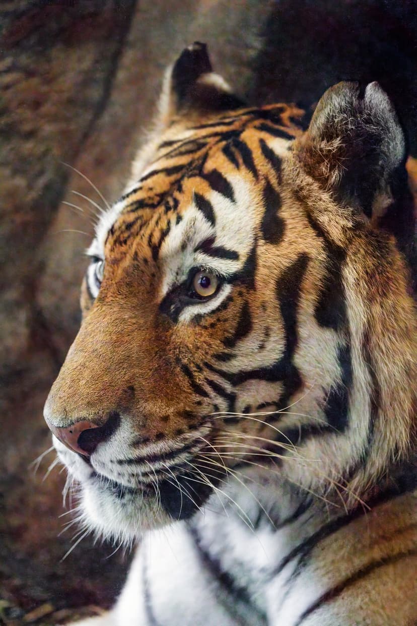 Tiger face close-up featuring orange fur, black stripes, and amber eyes against a blurred natural background.