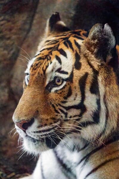 Close-up Portrait of a Majestic Tiger