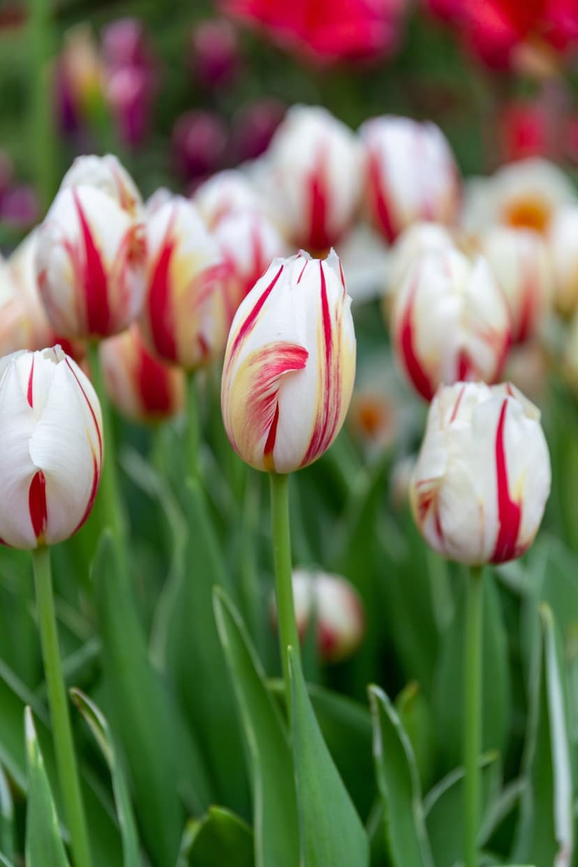White tulips with red streaks bloom in a garden with a soft-focus green background and bright spring sunlight.