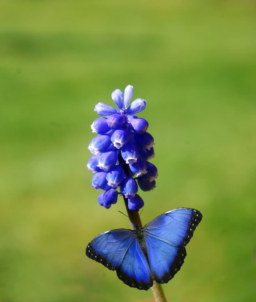 Blue butterfly with black-edged wings perched on a purple grape hyacinth flower against a soft green background.