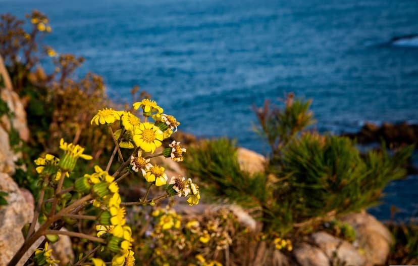 Yellow wildflowers grow on a rocky cliff edge with a blurred deep blue ocean and horizon in the background.