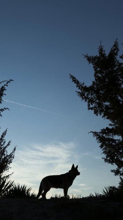 Twilight Silhouette - Canine Against the Evening Sky