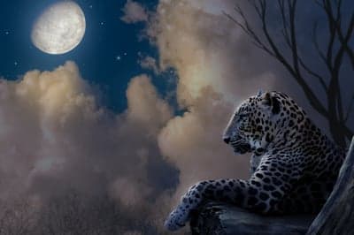 Nocturnal Leopard Resting Under Full Moon Phone Wallpaper