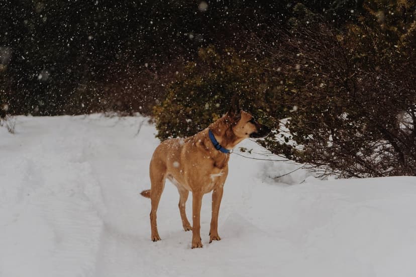 Brown dog with a blue collar stands on a snowy path as snowflakes fall in a dark evergreen winter forest setting.