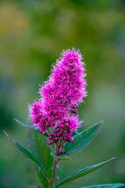 Soft Pink Spirea Flower Bloom Mobile Phone Wallpaper