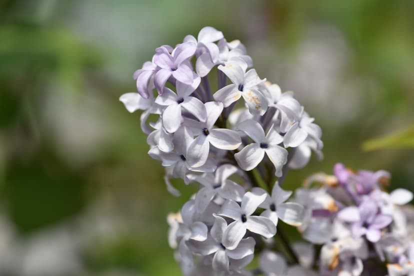 Light purple lilac blossoms with four-pointed petals cluster together against a soft, out-of-focus green background.