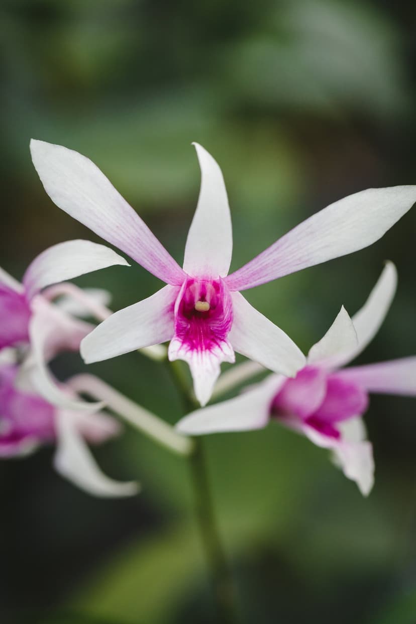 White orchid petals with pink centers showcase intricate textures against a soft-focus bokeh background.