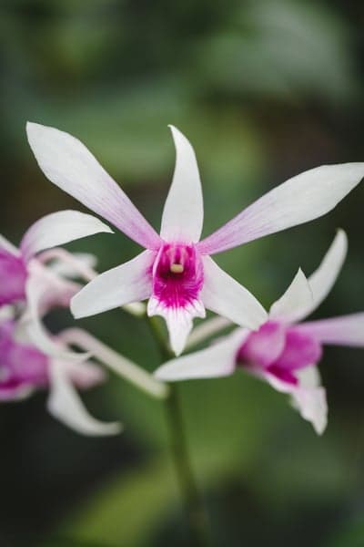 Elegant White and Pink Orchid Bloom Phone Backdrop