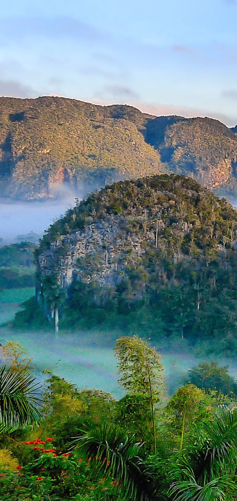 Limestone mogote mountains rising from thick morning fog above vibrant red tropical flowers and palm fronds.