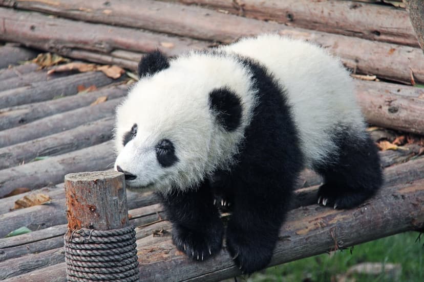 Giant panda cub with black and white fur rests its head on a weathered timber deck during a quiet moment.