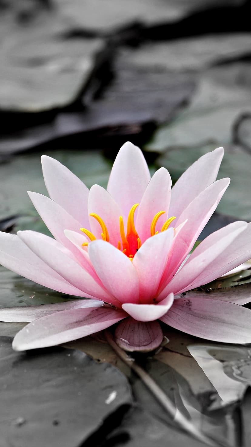 Pink water lily with a yellow center blooms in a pond surrounded by desaturated green and grey lily pads.