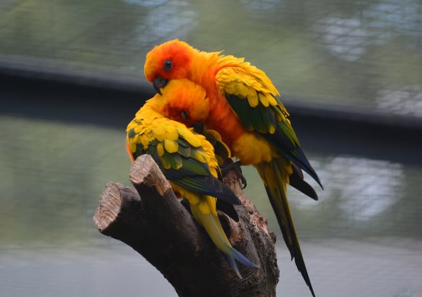 Two orange and yellow sun conures huddle together on a textured tree branch against a blurred green background.