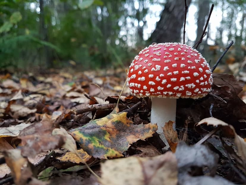 Red Fly Agaric mushroom with white spots sits on a bed of brown autumn leaves and green moss in a forest.