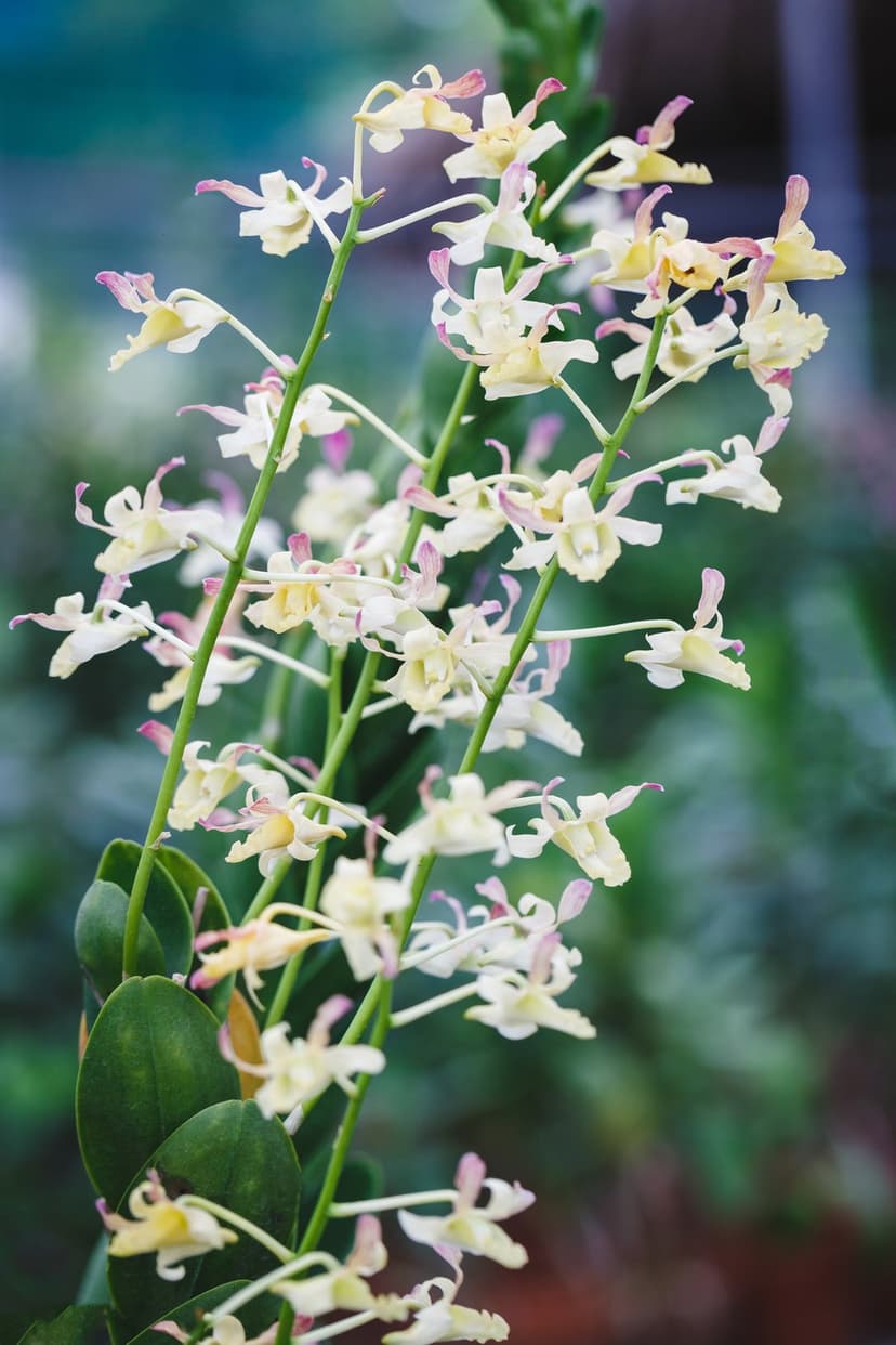 White and yellow orchids with pink tips bloom against a blurred green and blue background in a macro shot.