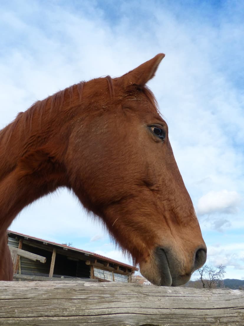 Brown horse head peering over a wooden fence with a rustic stable and cloudy sky in the background.