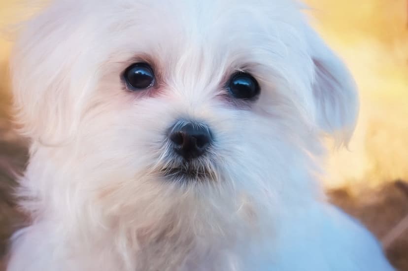 Maltese puppy with white fluffy fur and large dark eyes gazes forward against a blurred golden and blue background.