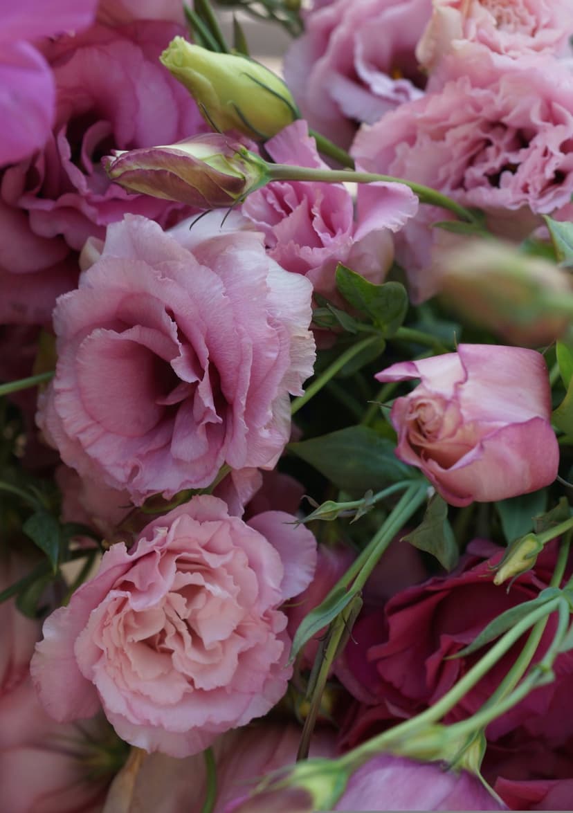 Pink Eustoma flowers and green buds in a close-up overhead view with soft lighting and ruffled petal textures.