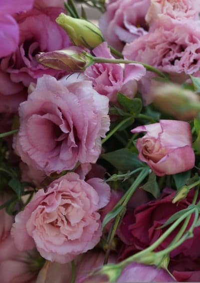Soft Pink Eustoma Flowers with Buds and Green Stems