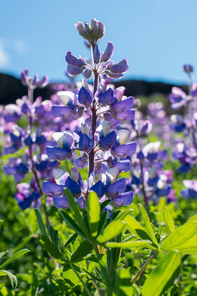 Purple and white lupine stalks stand in a sunny meadow under a blue sky with a blurred floral background.