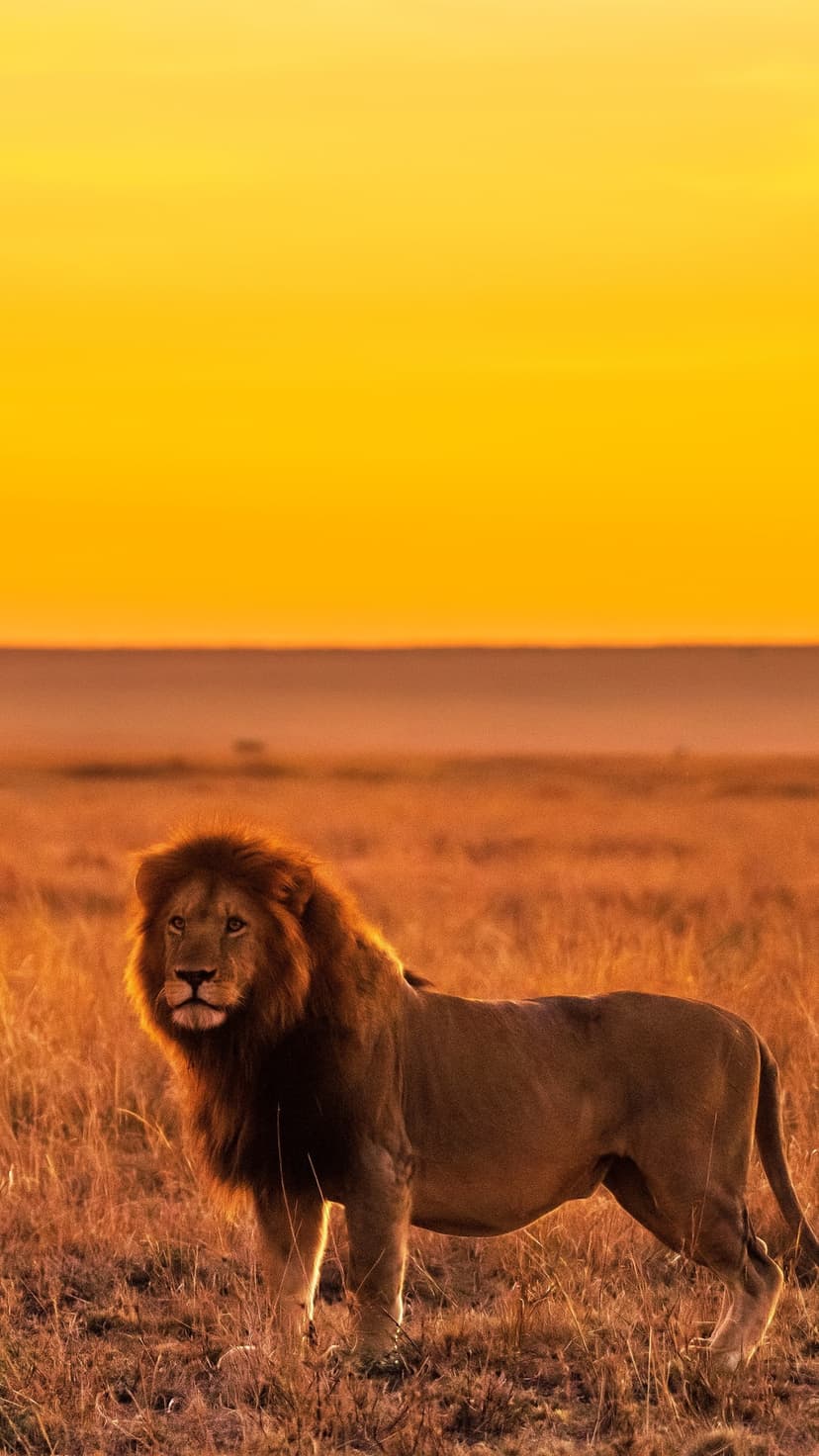 Male lion with a thick mane standing in a dry African field during a vibrant golden hour sunrise or sunset.