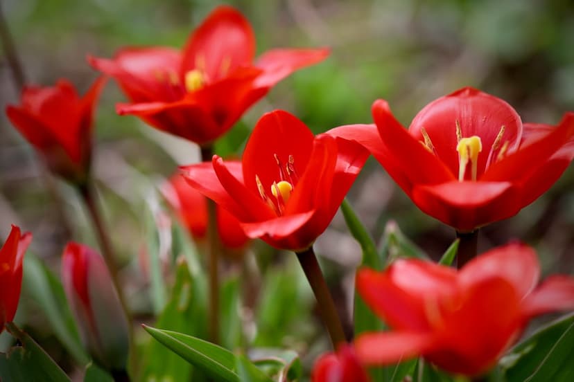 Red tulips with yellow stamens bloom in a soft-focus garden, creating a vibrant floral phone background.