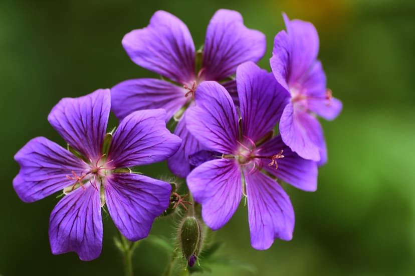 Purple geranium flowers with dark veins stand out against a blurred green background in a sharp macro view.