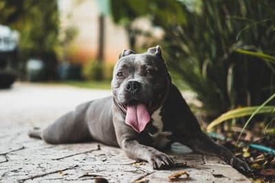 Blue Pitbull Relaxing Outdoors with Tongue Out