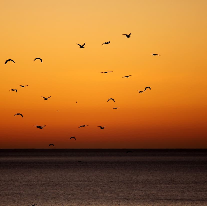 Flock of birds flying in silhouette against a bright orange sunset over the calm horizon of the dark ocean water.