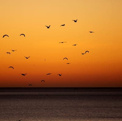Migrating Bird Silhouettes at Golden Hour Phone Wallpaper
