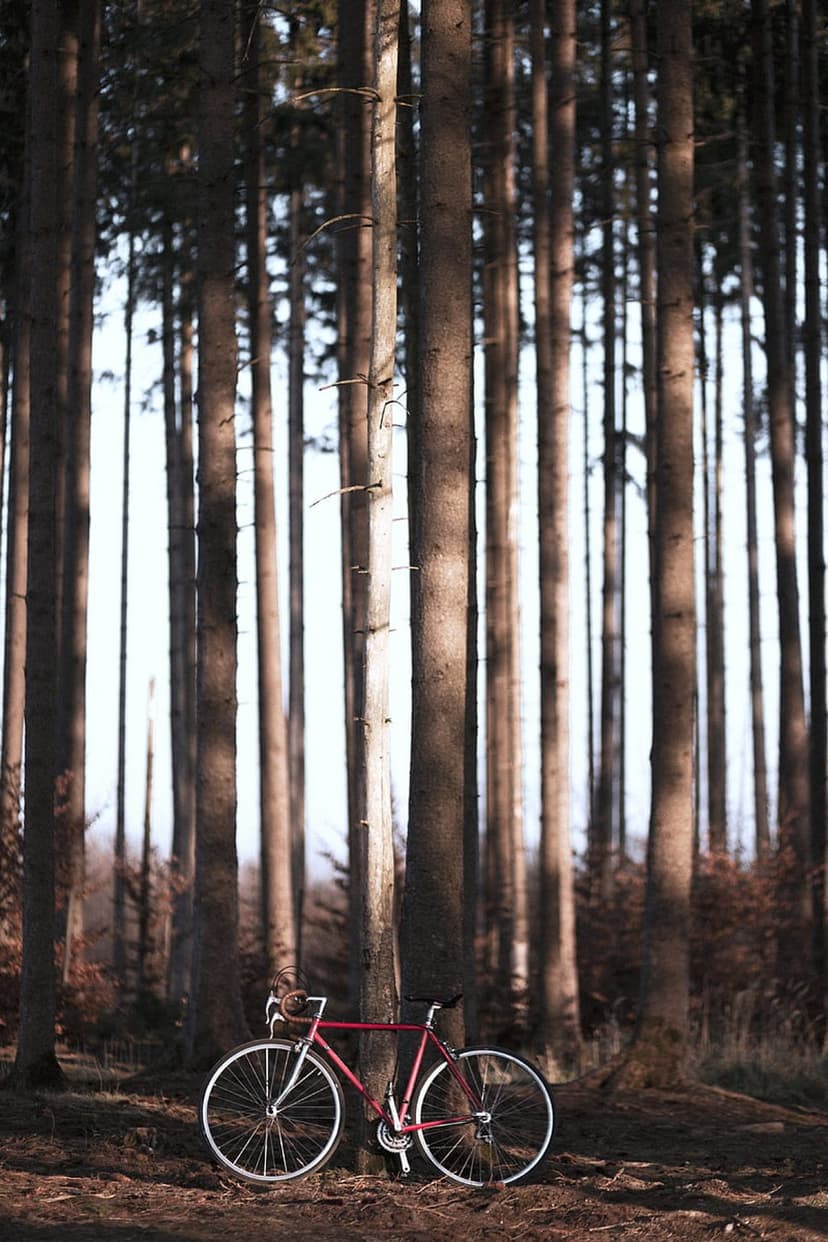 Red bicycle with white tires leaning on a pine tree trunk in a sunlit forest with dappled shadows on the ground.