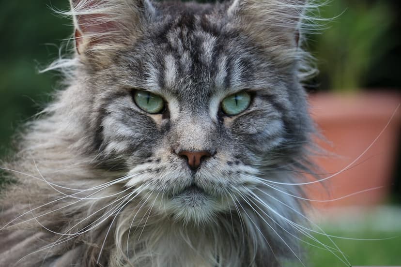 Maine Coon cat with green eyes and grey tabby fur stares forward against a blurred green garden background.