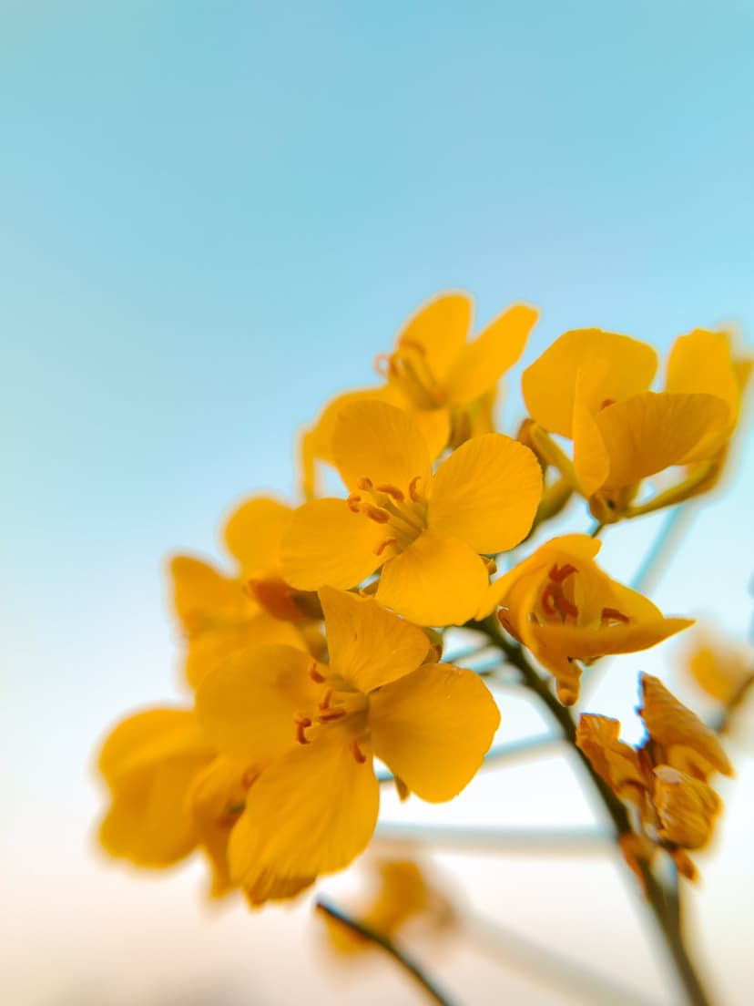 Yellow canola blossoms with intricate petals and stamens contrast against a soft blue out-of-focus sky background.