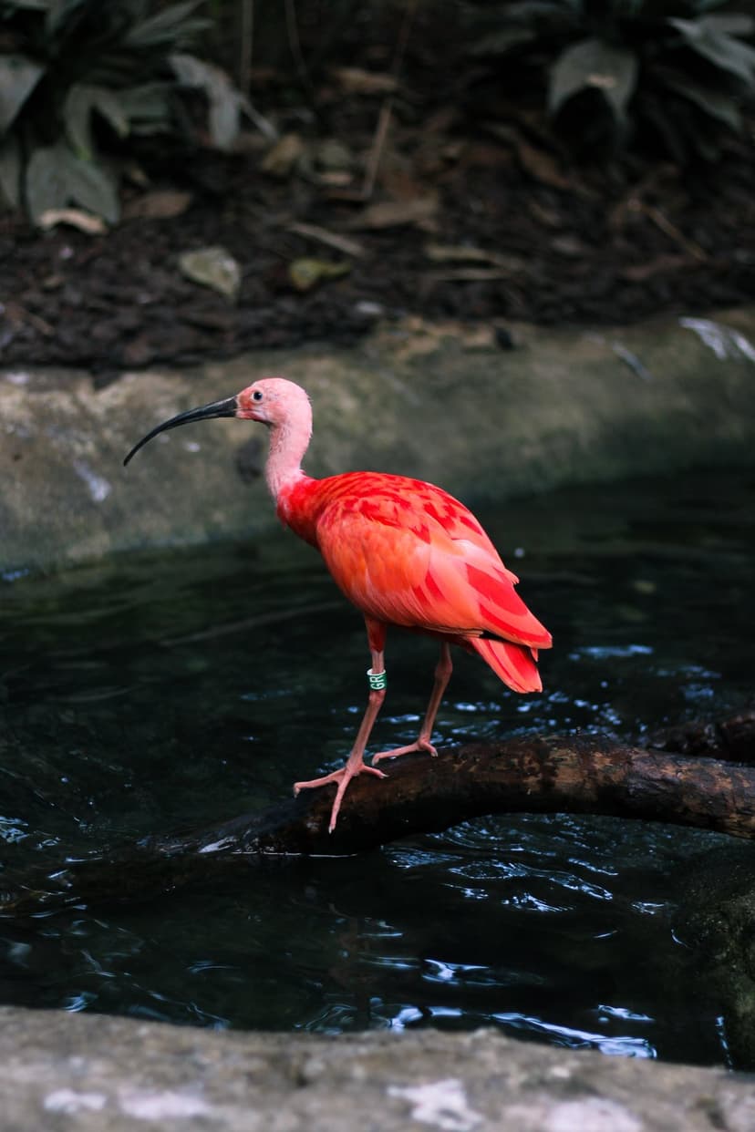 Scarlet Ibis bird with bright red feathers perches on a branch above dark water in a vertical nature scene.