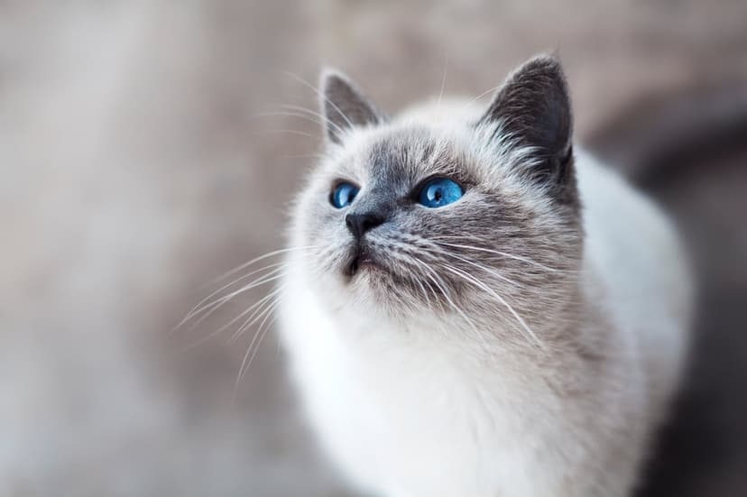 Siamese cat with piercing blue eyes and cream fur looks upward against a blurred, soft-focus background.