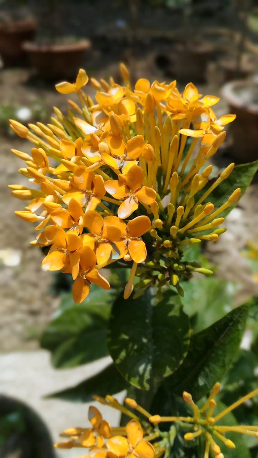 Yellow star-shaped Ixora flowers clustered tightly with a soft-focus background of green leaves and brown earth.