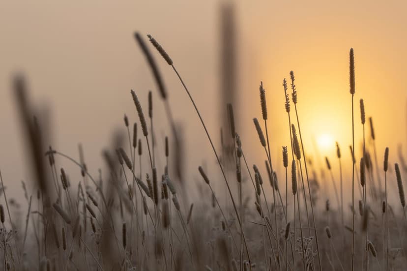 Grass seed heads catch golden sunrise light in a blurred meadow field, creating a warm bokeh background.