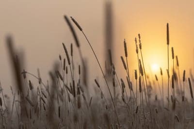 Sunrise over grass with soft light and bokeh
