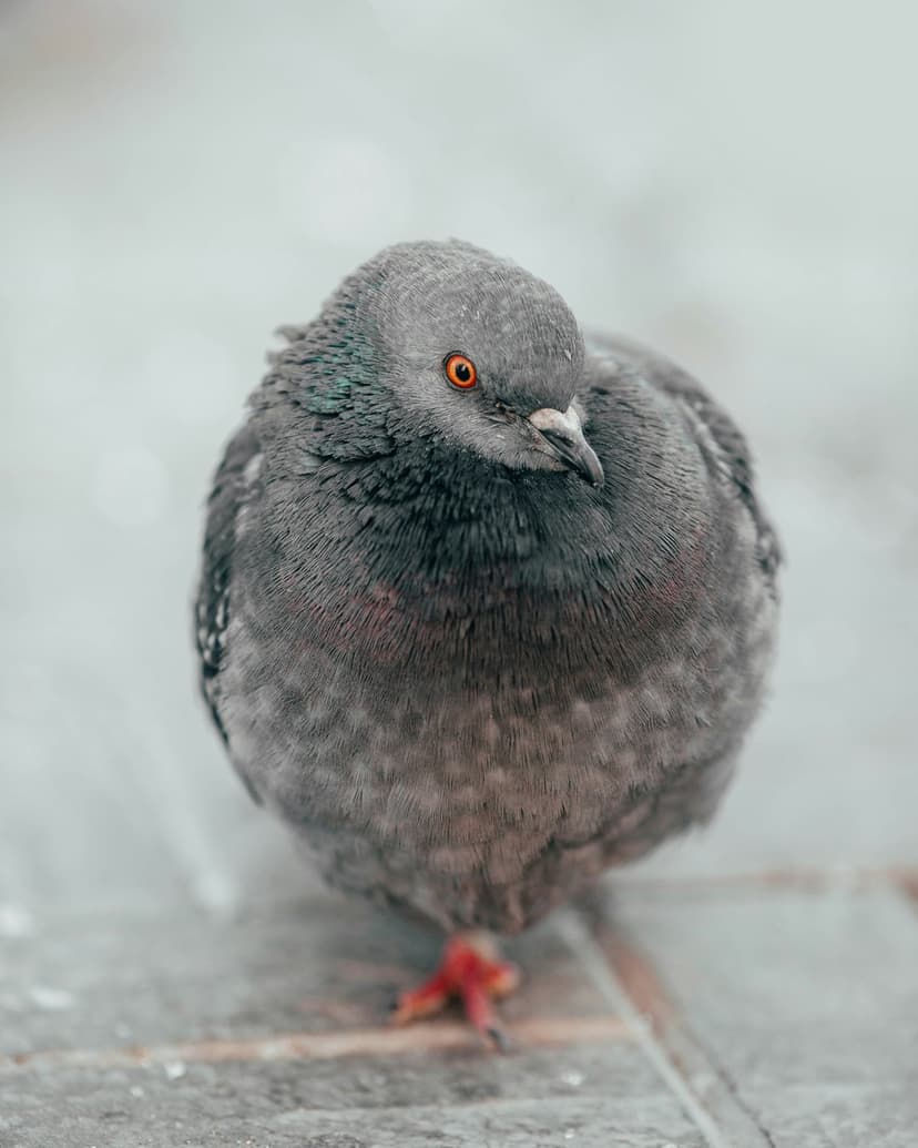 Gray pigeon with an iridescent neck and bright orange eyes perches against a soft blurred neutral background.