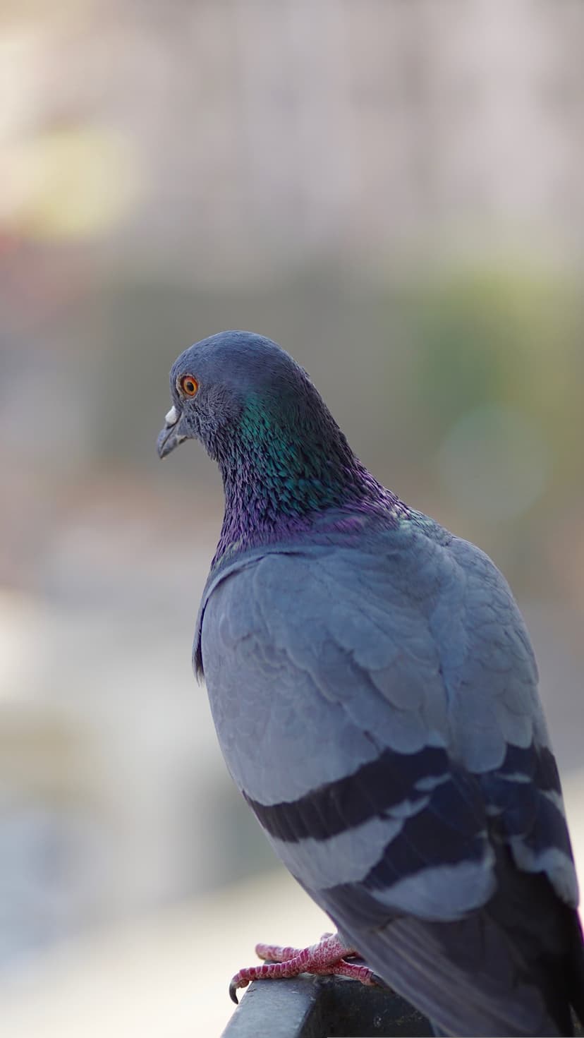 Pigeon with shimmering green and purple neck feathers and a bright orange eye against a blurred background.